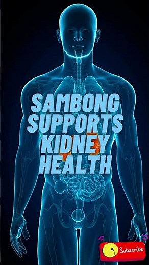 🌿😊 Sambong: The Traditional Filipino Medicine That Can Detoxify Your Body