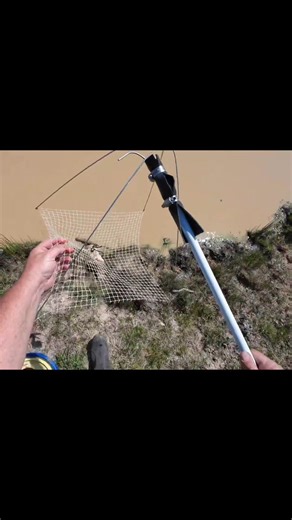 Checking the yabby nets in summer. | Robbie Alexander Photography and Fishing