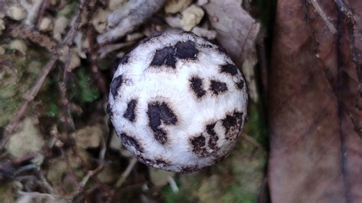 阔裂松塔牛肝菌 Strobilomyces latirimosus——摄于香港乌蛟腾