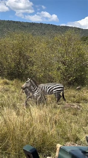 Do you see these two zebras fighting? They are battling for the right to mate. Male zebras fight for females, while the females stand on the sidelines, watching and waiting for the winner. Only the strongest stallion earns the chance to lead and pass on his genes, keeping the herd strong in the wild. #nativesonexpeditions #travelafrica #familymoments #familymoments #luxurysafari | Native Son Expeditions