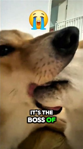 Why Shiba Inus Act Like They Own You🤨🐕