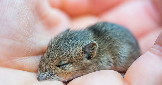 Top 10 Reasons Not to Be Scared of Mice