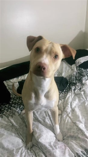 Alexander (@alexandermaximusta)’s videos with Baby Dog Doggie - Venom