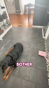 The Fuller Electrostatic Carpet Sweeper is a lightweight, cordless cleaning solution perfect for quick and easy cleanups. Ideal for both carpeted and hard floor surfaces, it operates quietly, making it suitable for use anytime, anywhere. Its compact design allows for easy storage, and it's backed by a 3-year warranty, ensuring quality and durability. Perfect for pet owners and those seeking a convenient alternative to heavy vacuums for smaller messes. | The Fuller Brush Company | Facebook