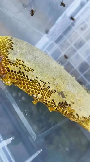 Opening a Hidden Log Beehive! 🐝🍯 | Q Bee