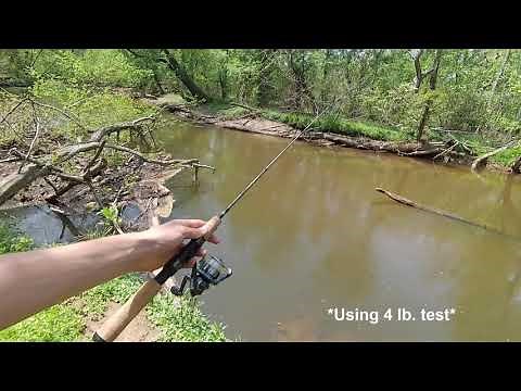 Fishing the White Perch Run on the Patuxent River