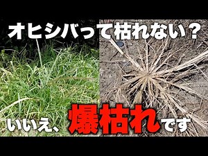 【オヒシバ】この除草剤を使えば簡単爆枯れ