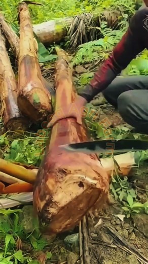Traditional Harvesting of Red Banana Stalks 🍌🔪✨