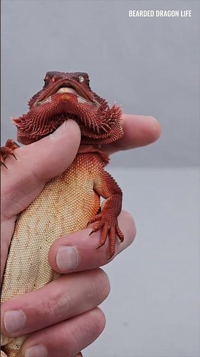 Satisfying Help Baby Bearded Dragon Peeling Skins Nose #reptiles #shedding #beardeddragon