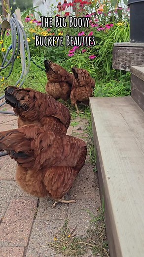 Buckeye Chicken ~ We're quite happy with our choice. #chickensoftiktok #chicken #backyardchickens #meyerhatchery #chickenlady #buckeyechicken