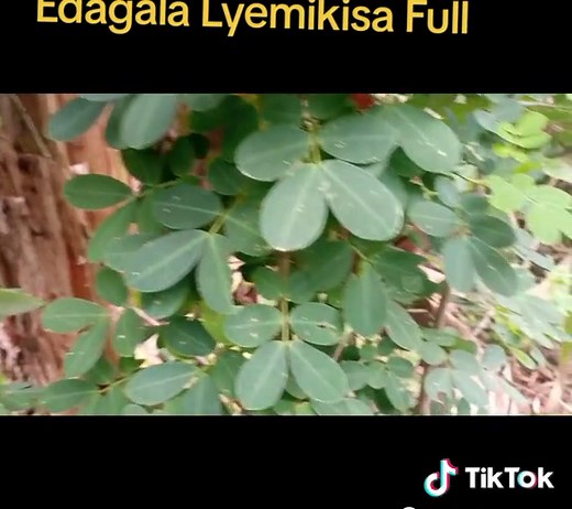 Edagala Lyemikisa Lilino Likolerawo