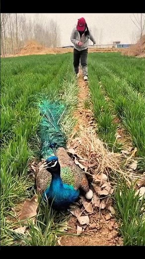 Watch How a Peacock Hatches So Many Eggs Into Adorable Chicks!(part33)