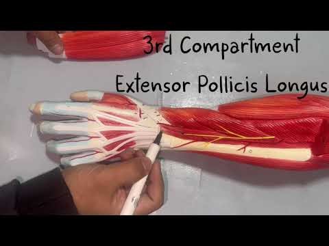 Anatomy:Extensor Compartments of the Wrist