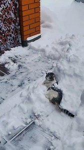 Dramatic cats acting like TV stars #cats#dogs#petlovers # dramaticpets#foryou | Animal Lovers