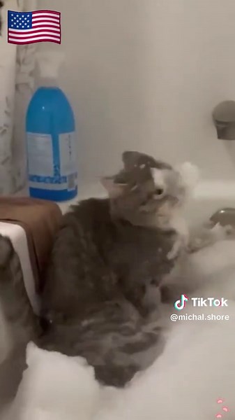 Funny Cat Falling into Water Compilation
