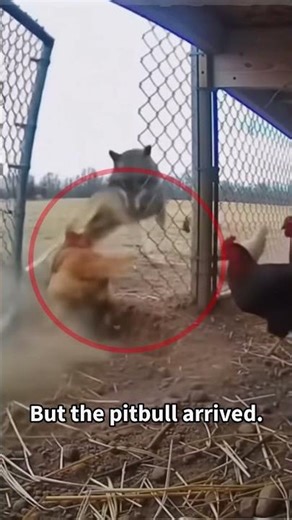 Intruder Panics — Sudden Collapse Out of Nowhere