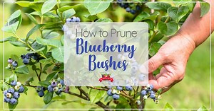 How to Prune Blueberry Bushes