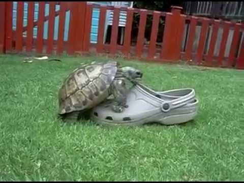 Turtle humping Croc