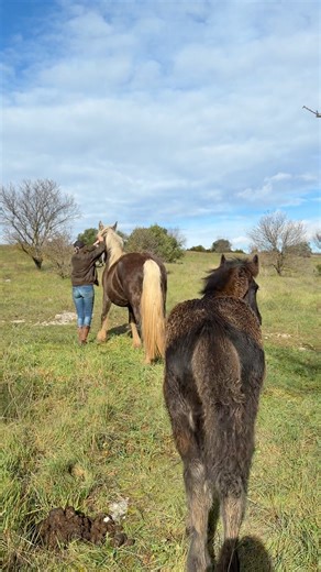 Clôture de leur nouvelle pâture terminée … transfert en cours 😁 | Mérilver - Élevage chevaux de couleurs -