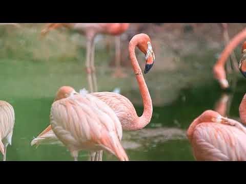 Symbolism of Flamingos (13 Surprising Meanings)