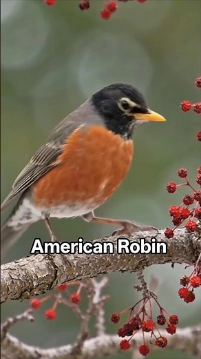 American Robin | Lifespan 2 years #animalknowledge #wildlife