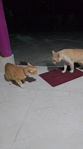 313K views · 5.6K reactions | You are not allowed here #cat #catvscat #wildcat #tomcat | Andaman Baby | Facebook