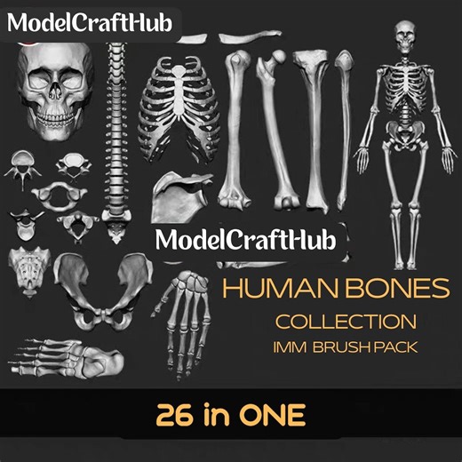Human Skeleton 3D Model: Educational Anatomy Bones (OBJ File) - Etsy