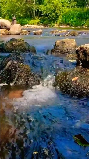 Running River Sounds with Bird Singing | Nature Relaxation