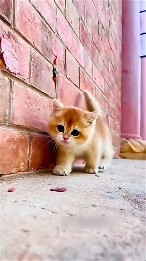 Cat vala video 🐈🥰 l #cats #cat #Billi vala video #billi #billi vala cartoon #cartoon #cat #Shorts