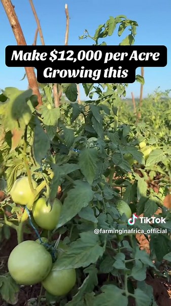 Innovative Farming Techniques in Africa That Impress