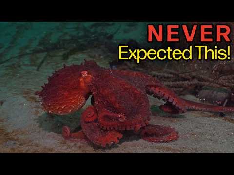 This Dive Almost Didn't Happen | Giant Pacific Octopus | Pacific Northwest Scuba Diving