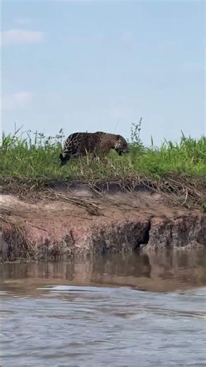 I FOUND THE WORLD’S BIGGEST JAGUAR! (Pantanal)