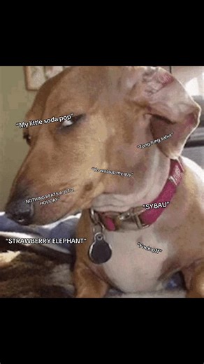 Italian Brainrot: Memes & Funny Sayings to Share