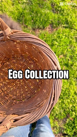 Today’s egg count: 🥚🥚🥚🥚🥚🥚🥚 Fresh eggs straight from the backyard! Nothing beats collecting them yourself. #eggcollection #backyardchickens #fresh eggs #chickentok #happyhens