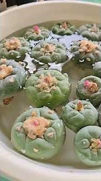How to Identify Peyote Cactus 🌱 | Peyote Supply Hub