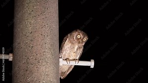 Kagoshima, Japan - May 17, 2023: A Ryukyu scops owl on power pole