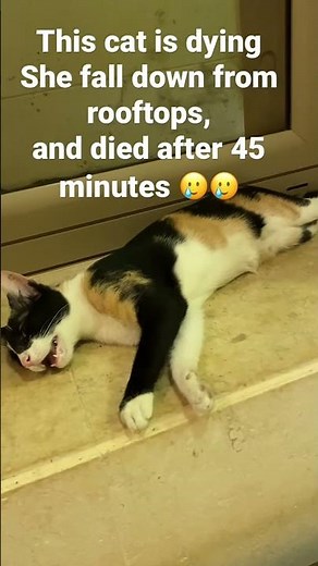 Cat fall down from rooftop, and she died after few minutes