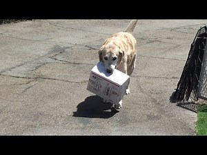 Uh oh! Dog delivers FRAGILE package for mail carrier