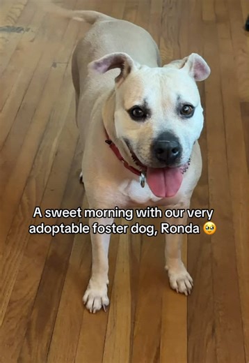 Meet our latest foster from Miami Dade Animal Services, Ronda! Help us find our AMAZING foster dog a forever home. Currently fostered in Miami. ✨Ronda✨ 🐾 4-year-old lab / terrier mix 🐾 medium-sized (chunky, and can stand to lose a few lbs!) 🐾 SUPER affectionate loves to snuggle 🐾 friendly with people other dogs 🐾 walks beautifully on the leash 🐾 low to moderate energy (happy to go on a long walk with you and play, but also makes the best Netflix and chill buddy!) 🐾 housebroken and knows b