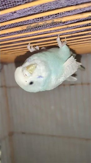 👉No rules, only fun 😎🐦#budgie #funnybirds