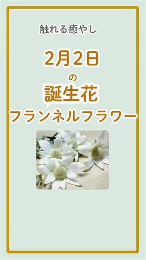 はな まち365 on Instagram: "【2月2日の誕生花：フランネルフラワー】 毛織物のような質感が魅力のフランネルフラワー。 花言葉は「高潔」「誠実」。 頑張りすぎている自分を、今日はそっと褒めてあげてくださいね。 #誕生花 #フランネルフラワー #癒やしの時間 #大人の日常 #誠実な暮らし"