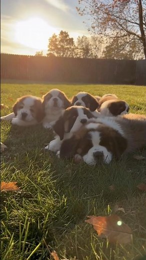 St. Bernard Puppies Playing in the Sun #dogs #cute