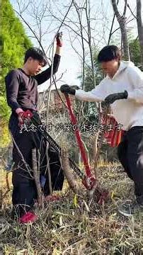 [Developing an empty lot] Ruthlessly uprooting cherry trees 🌸 If you have any recommendations for...