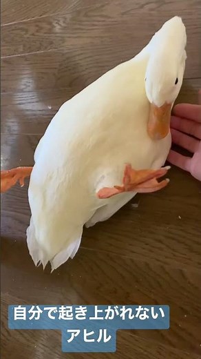 自分で起き上がれないアヒル【コールダックのクワックワ】