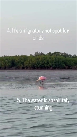 Shell key is located just south of st.Pete beach and offers some extra special adventures!