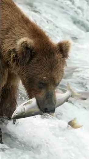 ours brun pêche du saumon