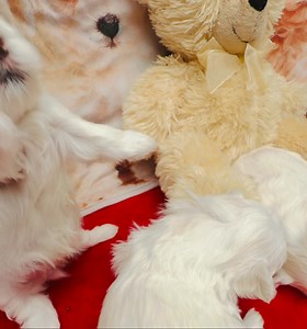 1.2K views · 22 reactions | Beautiful Maltese babies All females  | Carol Zanardi | Facebook