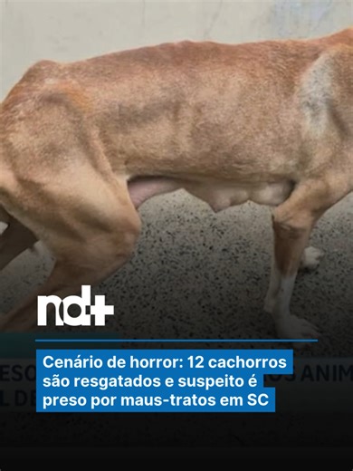A Polícia Civil resgatou 12 cachorros em condições degradantes de maus-tratos nesta quinta-feira (8), em Blumenau, no Vale do Itajaí. No local, os animais foram encontrados sem abrigo adequado, na lama, sem acesso a água limpa e com sinais de subnutrição e ferimentos pelo corpo. Dois filhotes estavam mortos. Um homem de 48 anos foi preso em flagrante por maus-tratos. Além dos cães, os agentes resgataram 12 aves silvestres mantidas ilegalmente em cativeiro, em ambiente considerado inadequado. Dur
