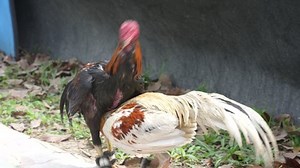 Two Angry Wild Roosters Fighting Close Stock Footage Video (100% Royalty-free) 1086855455 | Shutterstock