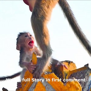 Oh My God! Never Seen Baby Monkey So Scared Before as Mom Jumps Away and Leaves Her Alone. Watch full Story in first comment | Cute monkey family